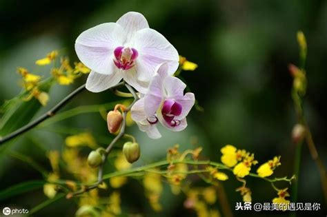 蘭花 意義|蘭花花語解讀蘭花的象徵意義，象徵意義美麗、高貴和善良